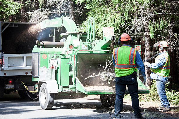 Locust Valley, NY Tree Care Company