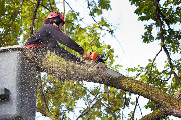 How Our Tree Care Process Works  in  Locust Valley, NY